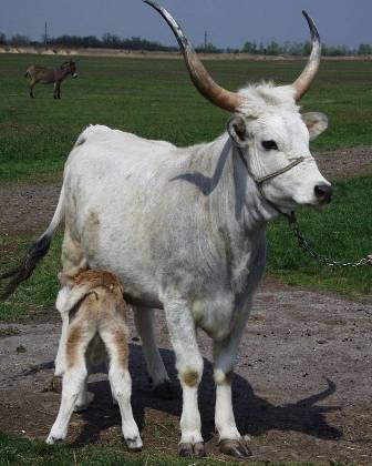 A magyar puszták legismertebb állata a szürkemarha, Körös-Maros Nemzeti Park