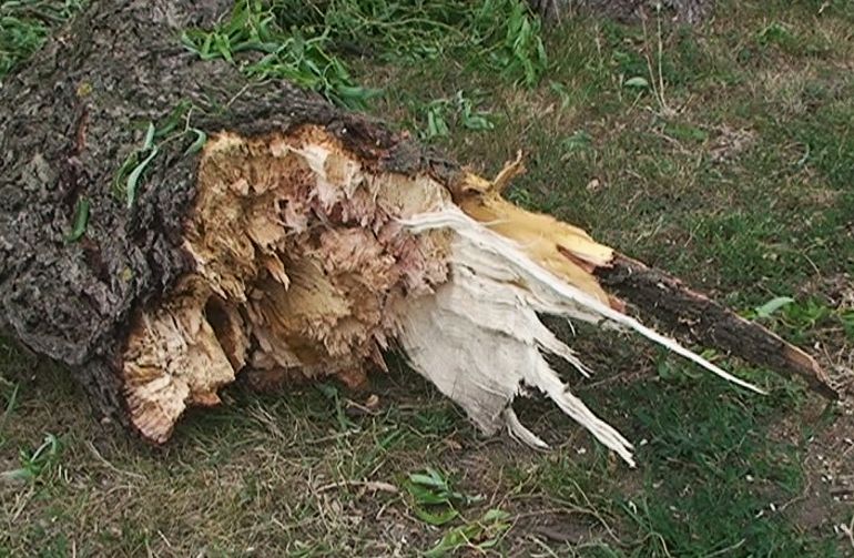 Kidőlt egy fa Szeghalmon az erős széllökések miatt