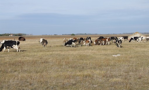 Szarvasmarhák Ecsegfalva határában (2010)