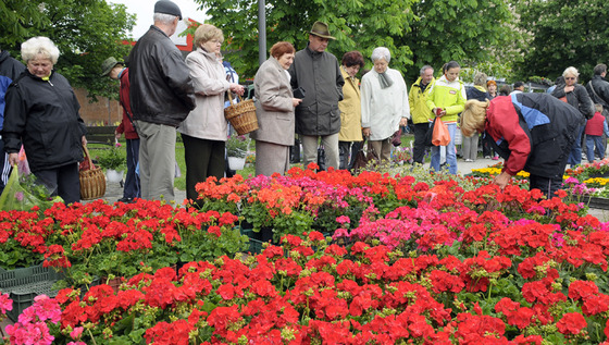 Virágok vasárnapja Gyulán, a Kossuth téren május 13-án