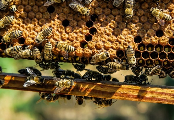 Nagyon sok méhcsaládot pusztított el a méhatka és a hideg tél