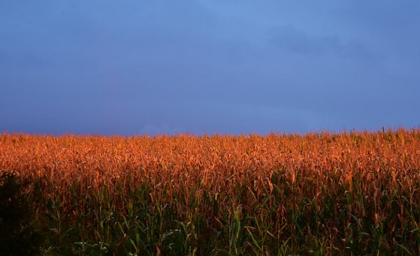 A kukorica 90 százalékát betakarították Békésben, de tenni nincs mindig hova