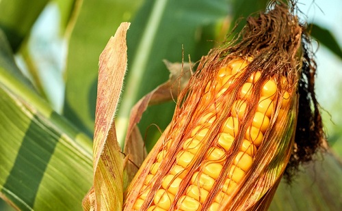 Raktár-gondok: a kukorica-betakarítással sokan várnak