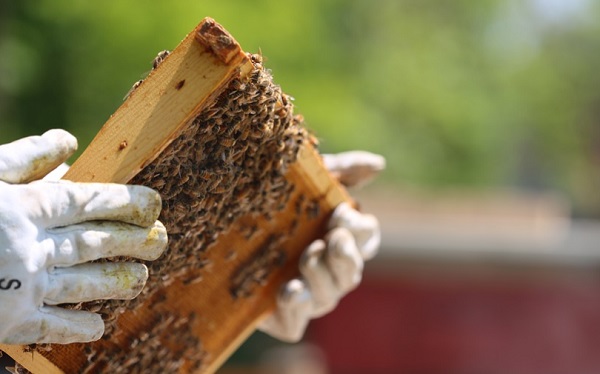 A méhészetek is igényelhetnek támogatást