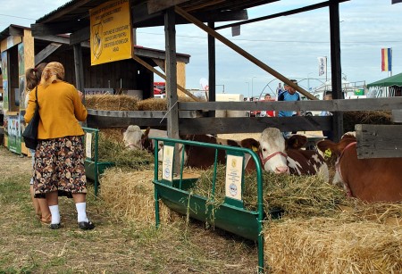 Agromalim mezőgazdasági kiállítás (Arad, 2011. szeptember 8.)